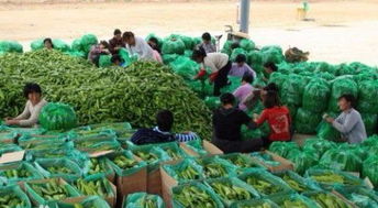 图 广州哪里有新鲜准时的有机蔬菜配送公司 广州生活配送