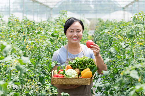 农民蔬菜大棚采摘蔬菜