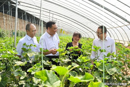 翼城联社支持千亩蔬菜园区带动群众致富奔小康