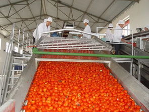 官宣 内蒙古日报 头版头条关注 天赋河套