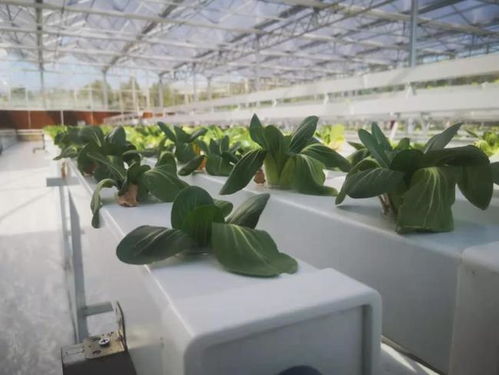 新鲜事儿 新余市界水乡扶贫蔬菜大棚变身 智慧工厂