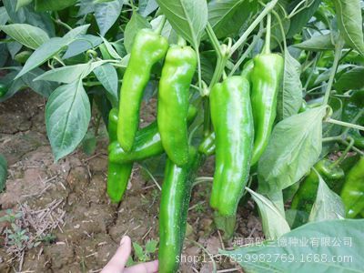 国农601超大泡椒种子 高产优质辣椒种植新选择