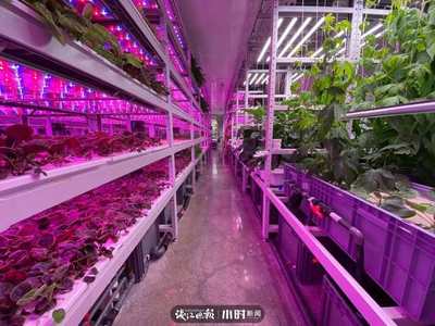 航天蔬菜杭州有同款，揭秘神奇植物工厂 人造阳光空气，全程无农药的绿色革命